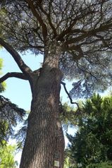 Jardin des Plantes cedar of Lebanon Jussieu