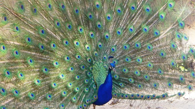 Bagatelle Park peacock
